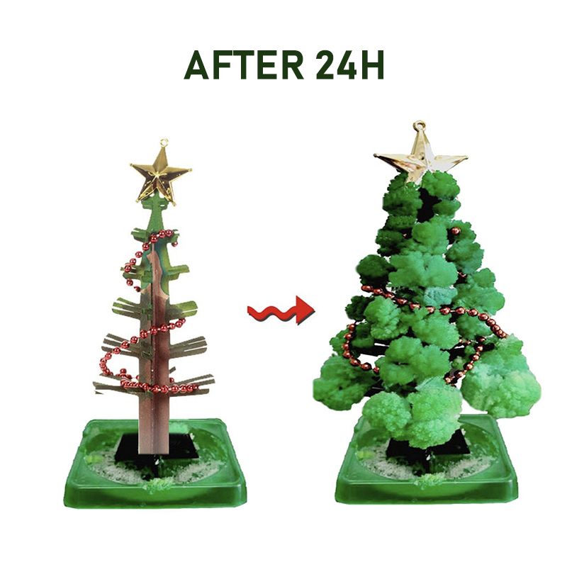 Growing Christmas Tree27.jpg