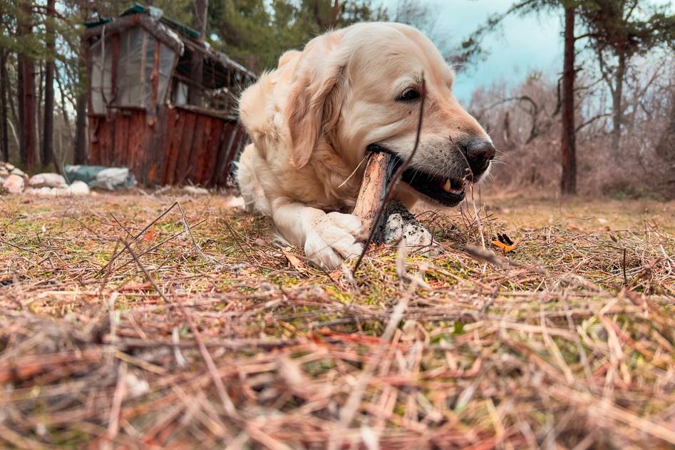 A strong hunting dog in a field with its owner, showcasing energy and health